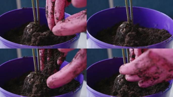 穿着粉红色手套的女人重新种植家庭植物的镜头