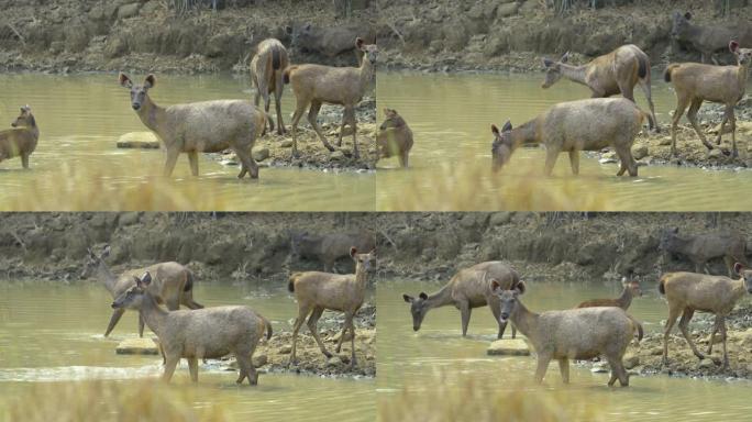 水鹿以慢动作从水中觅食藻类