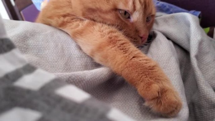 虎斑红猫咕噜声和弹力爪子在毯子上