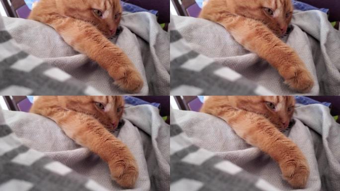 虎斑红猫咕噜声和弹力爪子在毯子上