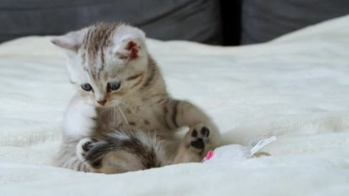 一只可爱的英国小猫正在家里的床上嬉戏地玩老鼠玩具。