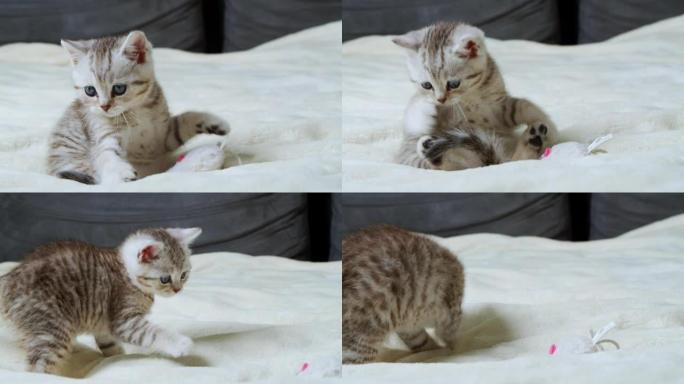 一只可爱的英国小猫正在家里的床上嬉戏地玩老鼠玩具。