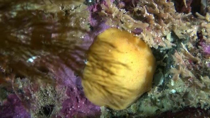巴伦支海海底的黄色裸枝蛞蝓。