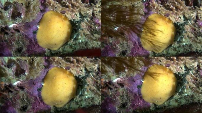 巴伦支海海底的黄色裸枝蛞蝓。
