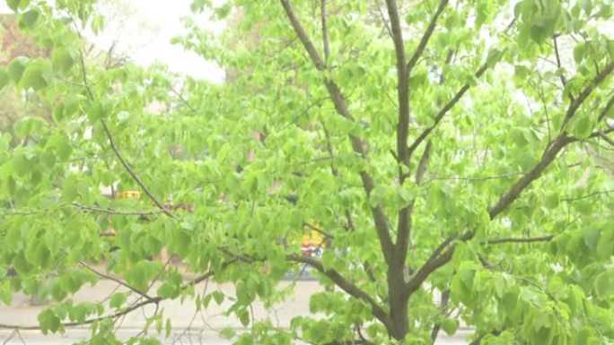 芝加哥春季绿叶树枝的顶部