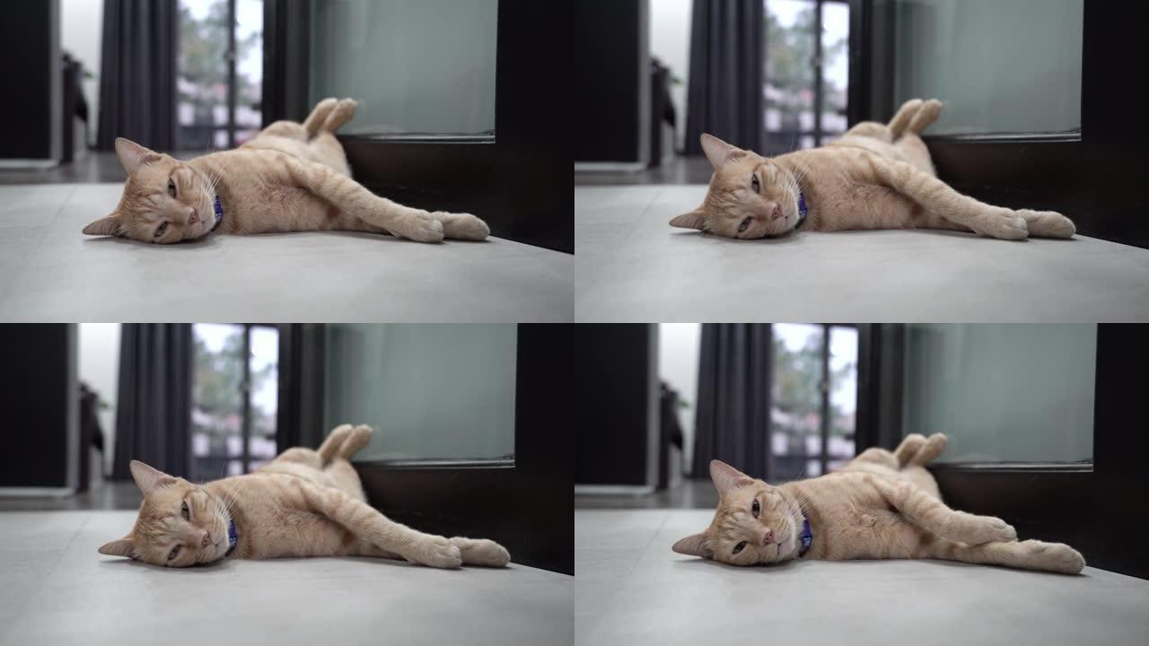 虎斑猫躺在地板上。