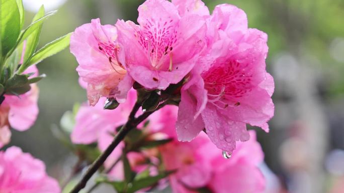 杜鹃花赏花映山红