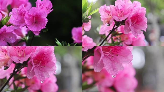 杜鹃花赏花映山红