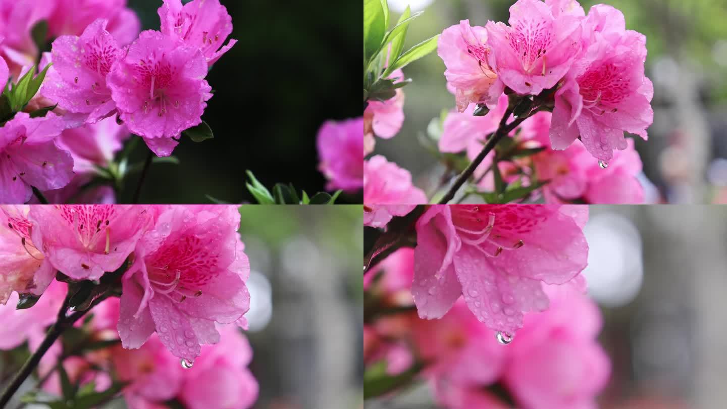 杜鹃花赏花映山红