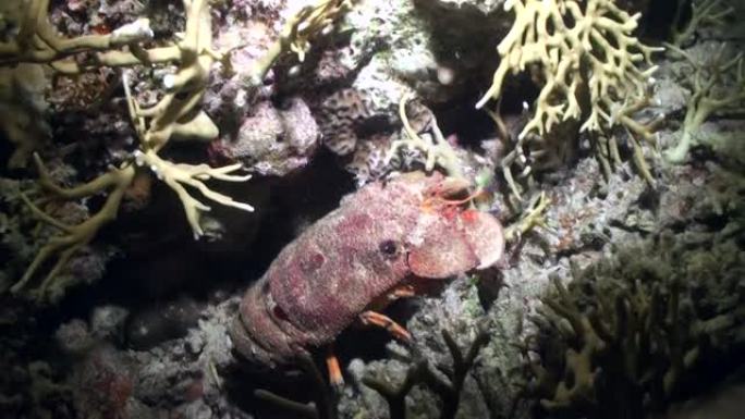 红海海底的Scyllarides haanii驼背拖鞋龙虾。