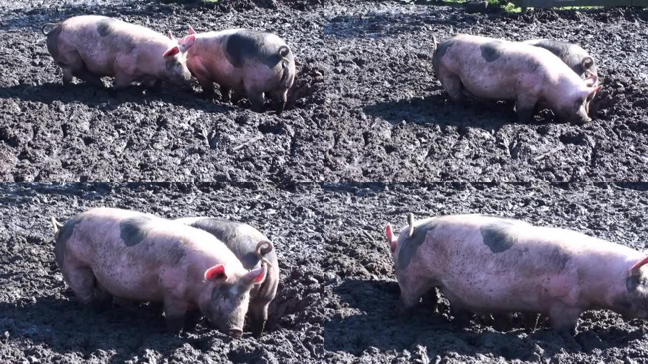 猪放牧，视频，埃因霍温，北布拉班特，荷兰