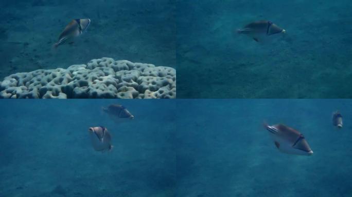 异国珊瑚鱼-毕加索触发鱼
