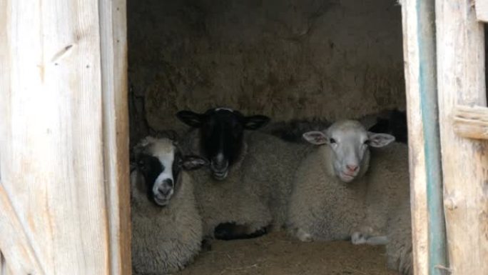 村里一个古老的围场谷仓里一小群不穿衣服的白羊。黑色和白色枪口的有趣绵羊