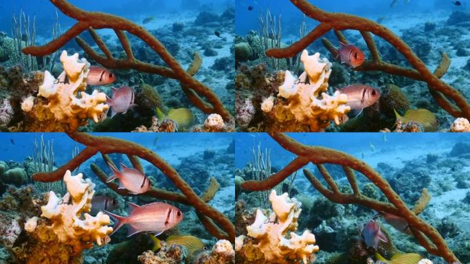 库拉索岛周围加勒比海珊瑚礁绿松石水中黑条士兵鱼的海景