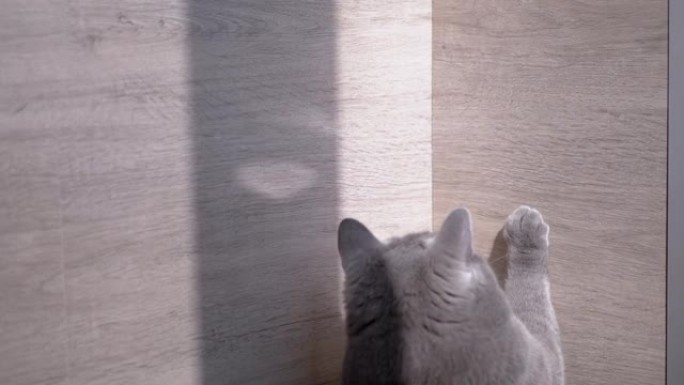 英国家庭灰猫寻找明亮的阳光兔子