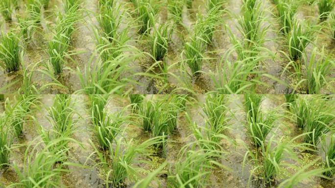 稻田的平移视图水稻粮食风