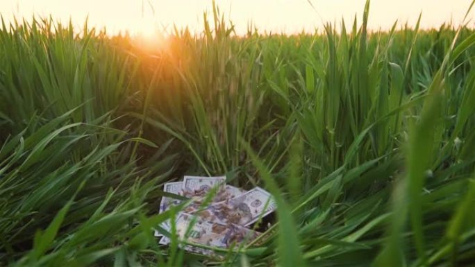 麦粒在绿野上的几张美元钞票上慢慢落下，在阳光下有农作物