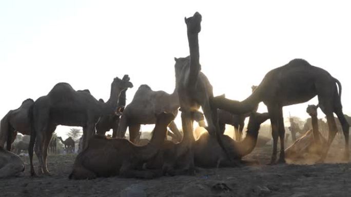 普什卡的骆驼群