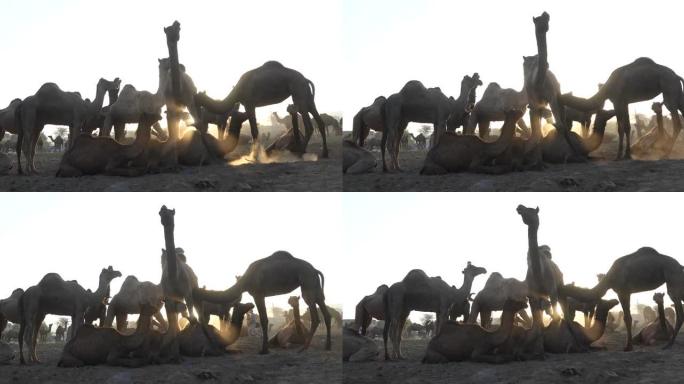 普什卡的骆驼群