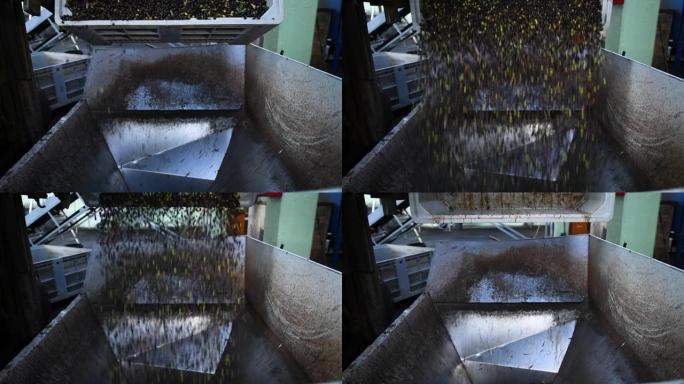 在普利亚大区的橄榄油厂将收获的橄榄装载到压榨料斗中