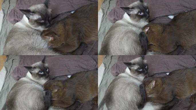 成年猫湄公河短尾猫和小猫索马里。小猫吮吸成年猫的牛奶