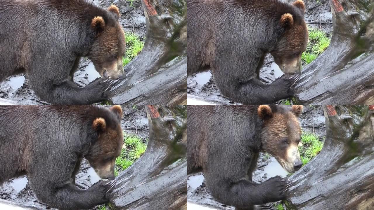 黑熊在枯树的树干上吃东西。阿拉斯加的野生动物。