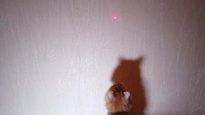 猫玩激光笔红点