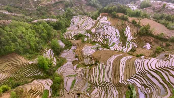 元阳梯田老虎嘴景区A