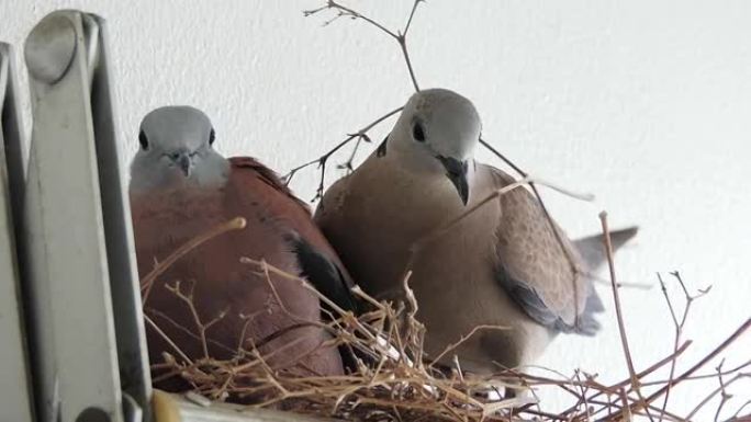 配对红领鸽子鸟在铝布架上筑巢。