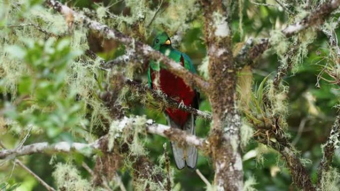 trogon家族中灿烂的格查尔-Pharomachrus mocinno鸟，以五颜六色的羽毛，长尾巴