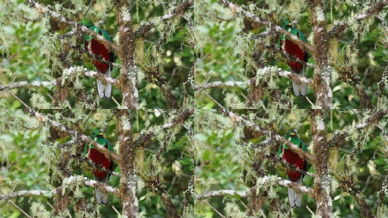 trogon家族中灿烂的格查尔-Pharomachrus mocinno鸟，以五颜六色的羽毛，长尾巴