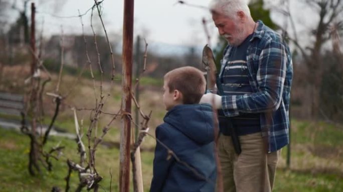 老园丁教一个小男孩如何种植葡萄。大自然中的祖父和孙子