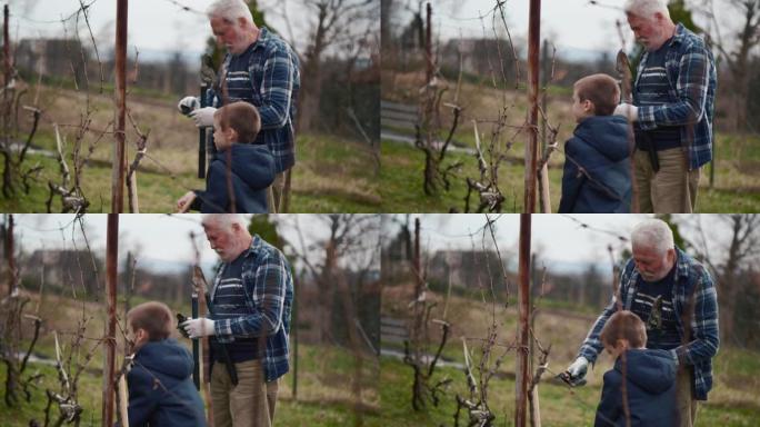 老园丁教一个小男孩如何种植葡萄。大自然中的祖父和孙子