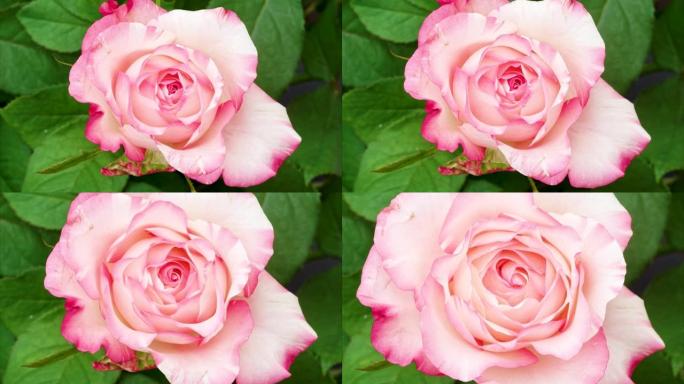 两种颜色的玫瑰 (La Belle) 从芽到大花开花的延时镜头，4k放大电影。