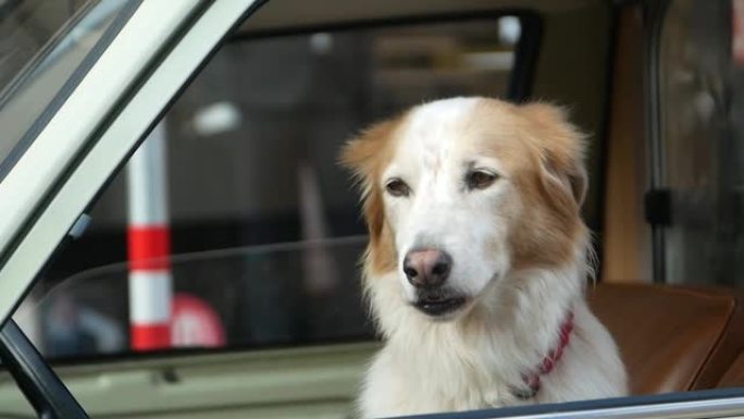 金毛猎犬从车窗向外看
