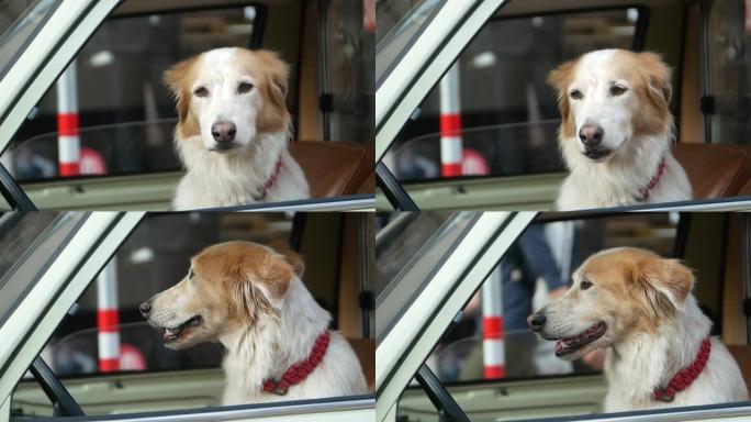 金毛猎犬从车窗向外看