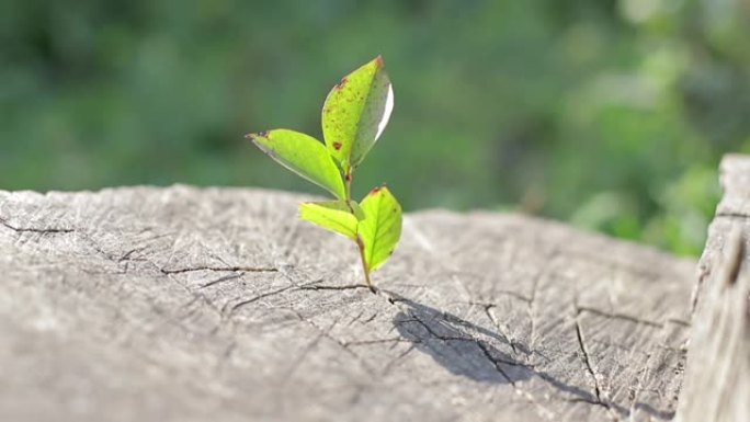 红苹果长在树枝上。垂直视频