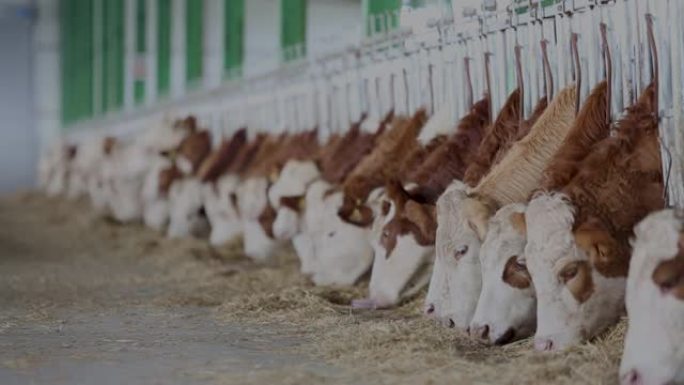 奶牛在动物谷仓里。工业肉类生产线。