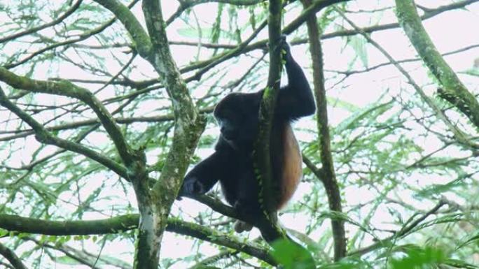 来自中美洲和南美洲的大吼猴-Alouatta palliata或金色大吼猴，新世界猴。美国热带雨林的