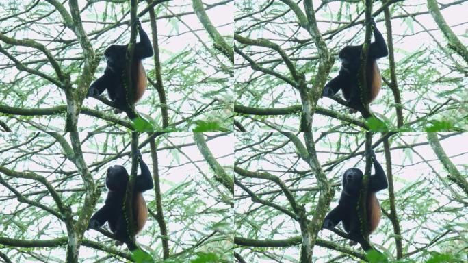 来自中美洲和南美洲的大吼猴-Alouatta palliata或金色大吼猴，新世界猴。美国热带雨林的