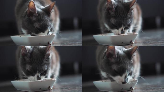 美丽的老猫从地板上的碗里吃东西。