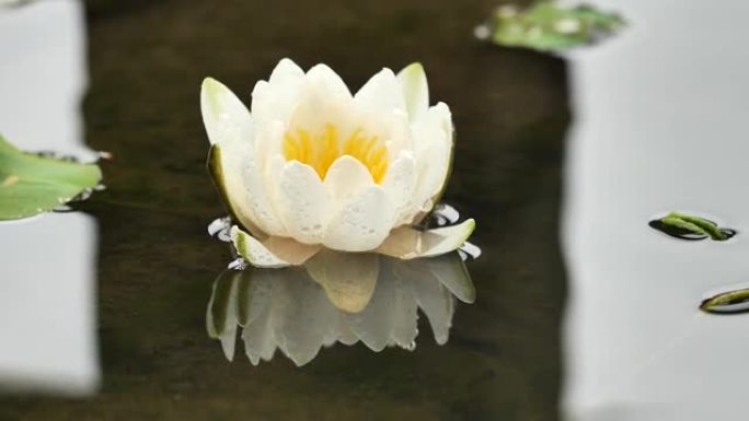 美丽的白色睡莲在宁静的池塘里，一滴水落入水中，慢动作b滚动镜头。