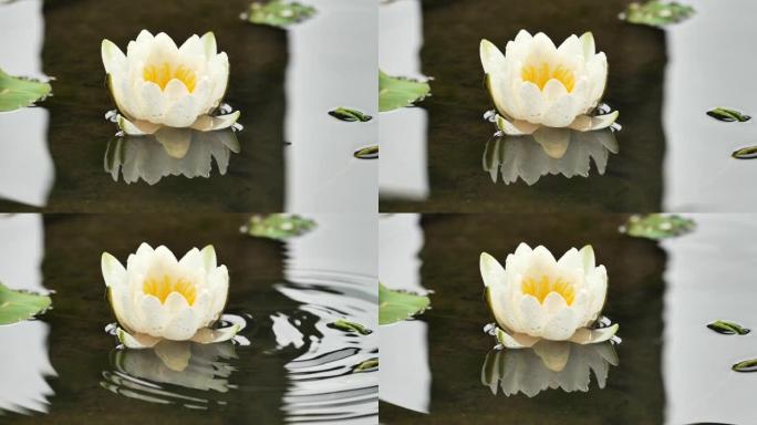 美丽的白色睡莲在宁静的池塘里，一滴水落入水中，慢动作b滚动镜头。