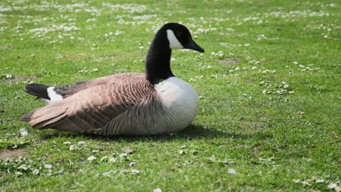 在阳光明媚的日子里，一只美丽的母鹅在草地上休息时打扮自己的4k镜头