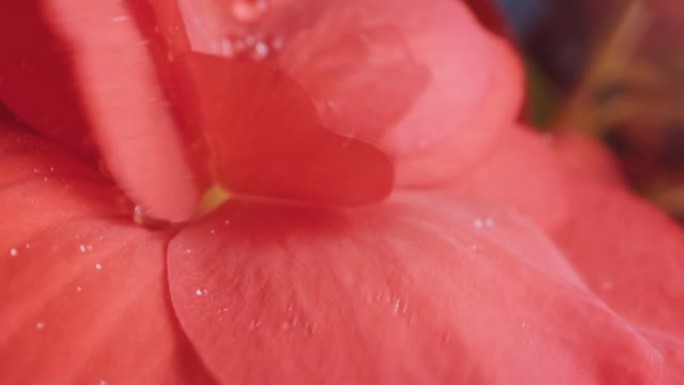 水滴从美妙明亮的猩红色花朵中滚落