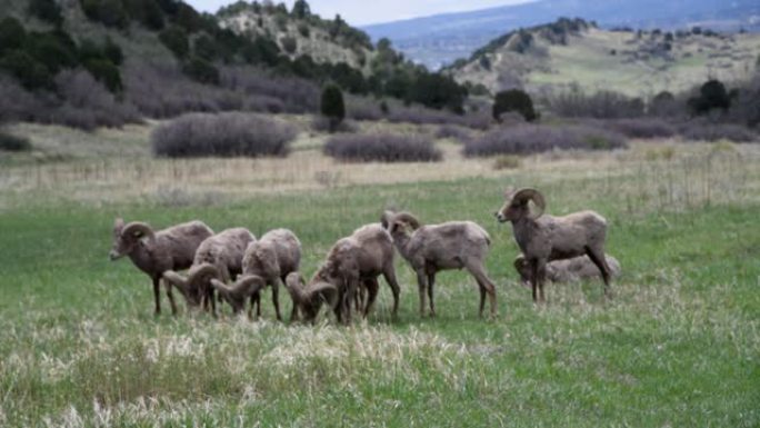 大角羊 (公羊) 在众神花园的草地上放牧