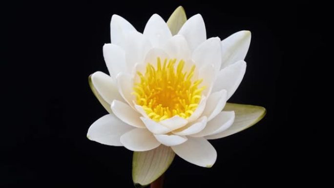 从芽到全花的盛开白色睡莲的4k延时镜头孤立在黑色背景上，特写b卷镜头侧视图。