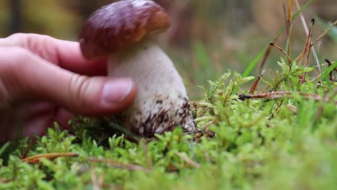 在树林中生长着一种野生的、年轻的和酥脆的牛肝菌 (牛肝菌)。一只手通过将其从地面上拧出来来拾取它。蘑