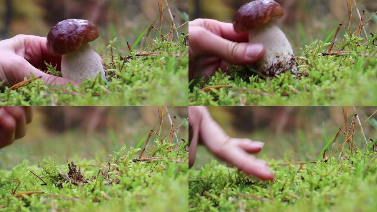在树林中生长着一种野生的、年轻的和酥脆的牛肝菌 (牛肝菌)。一只手通过将其从地面上拧出来来拾取它。蘑