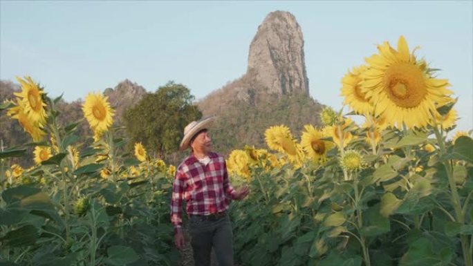 亚洲农民的男性老板小企业在夏天的早晨在向日葵种植园检查向日葵树。男人在向日葵田里行走。